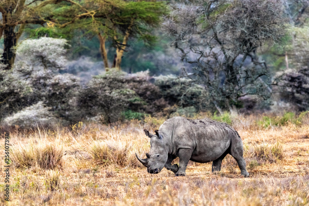 Fototapeta premium White Rhino Walking Side in Lake Nakuru Kenya
