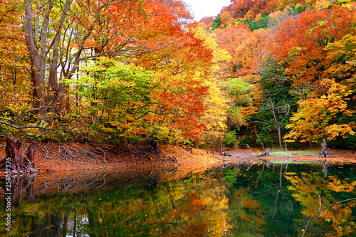 Wallpaper Mural 紅葉した木々と鶏頭場の池(1) Torontodigital.ca