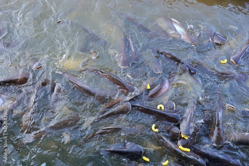 Top view of Striped catfish causing water splashing in the river as they try to eat food in the river in temple at Thailand (Iridescent shark, Sutchi catfish, Pangasianodon hypophthalmus), Soft Focus