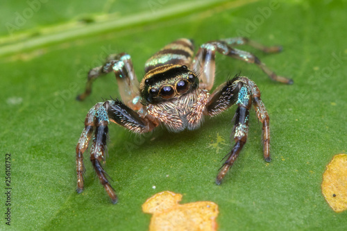 Beautiful Jumping Spider on green leaves of Sabah  Borneo