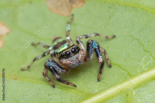 Beautiful Jumping Spider on green leaves of Sabah  Borneo