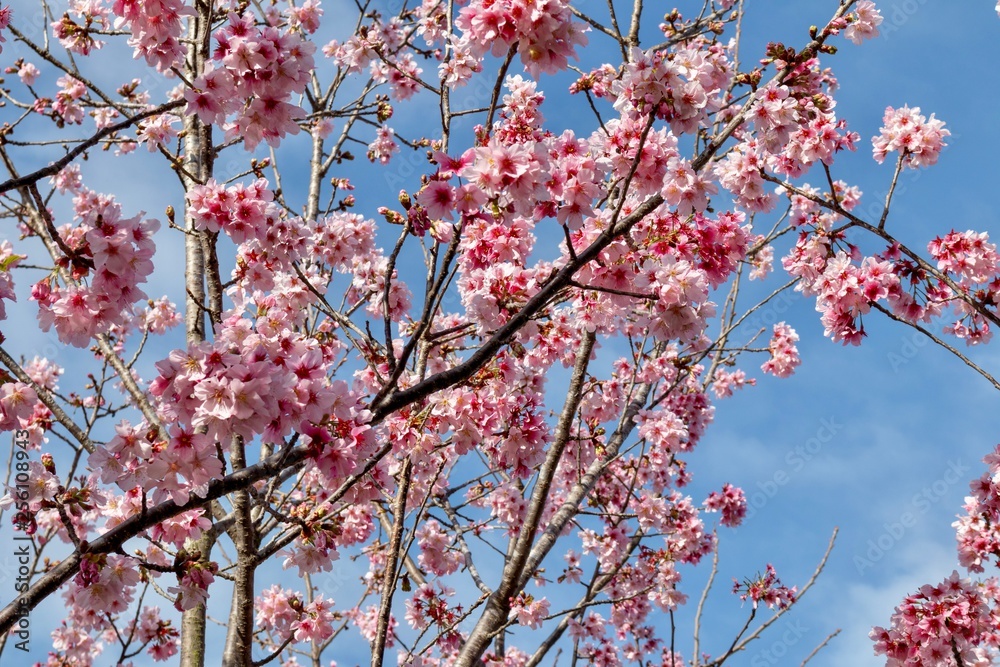 cherry blossoms on branches against blue sky cherry blossoms on branches against blue sky