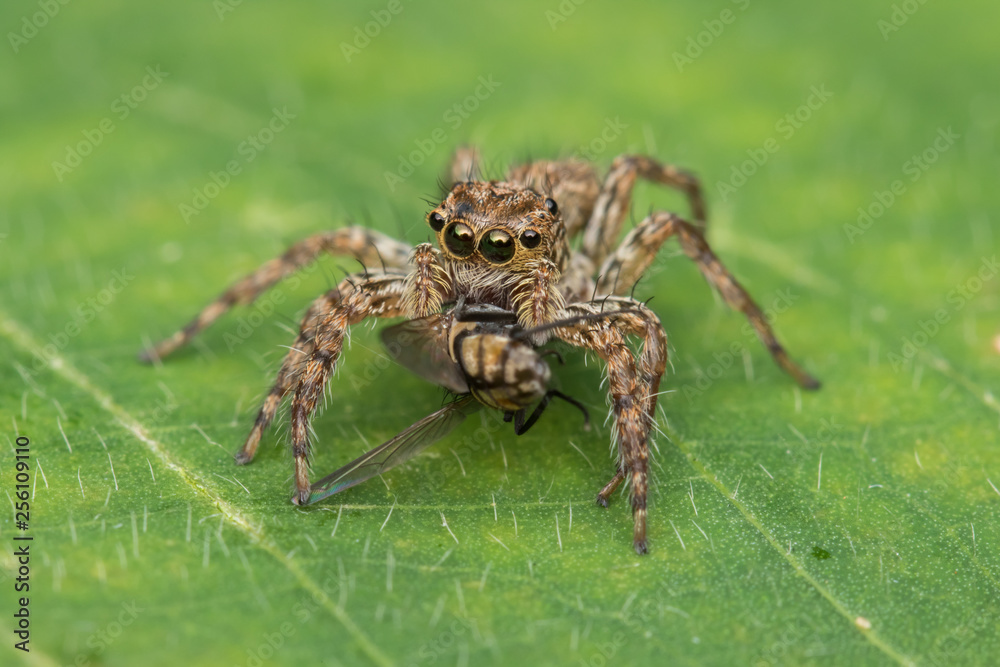 Beautiful Jumping Spider on green leaves of Sabah, Borneo Beautiful Jumping Spider on green leaves of Sabah, Borneo