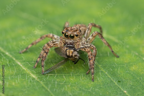 Wallpaper Mural Beautiful Jumping Spider on green leaves of Sabah, Borneo Torontodigital.ca