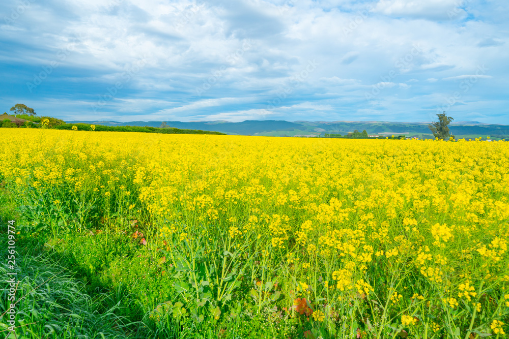 Expansive fields of bright green and yellow canola oil plants