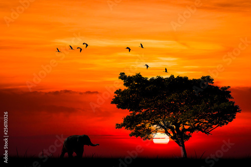 Silhouette with little elephant walking by step in nature with big tree big bird flying and sunset sky background © APchanel