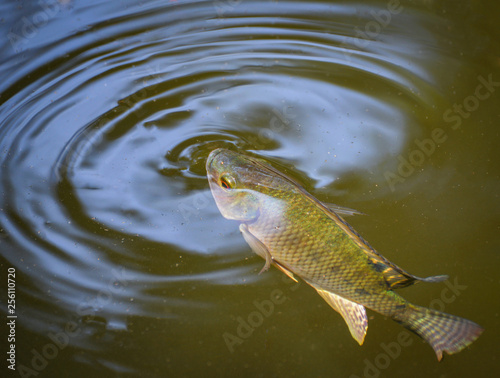 Tilapia fish swimming on surface in the water river live in natural for oxygen in summer day