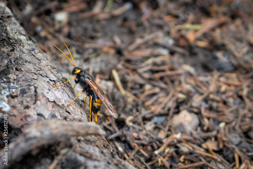 Wood wasp on a root © Deedra