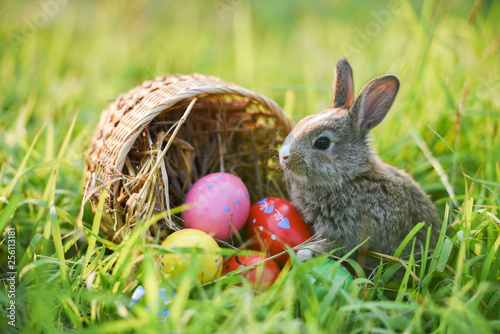 Easter bunny and Easter eggs on green grass field spring meadow