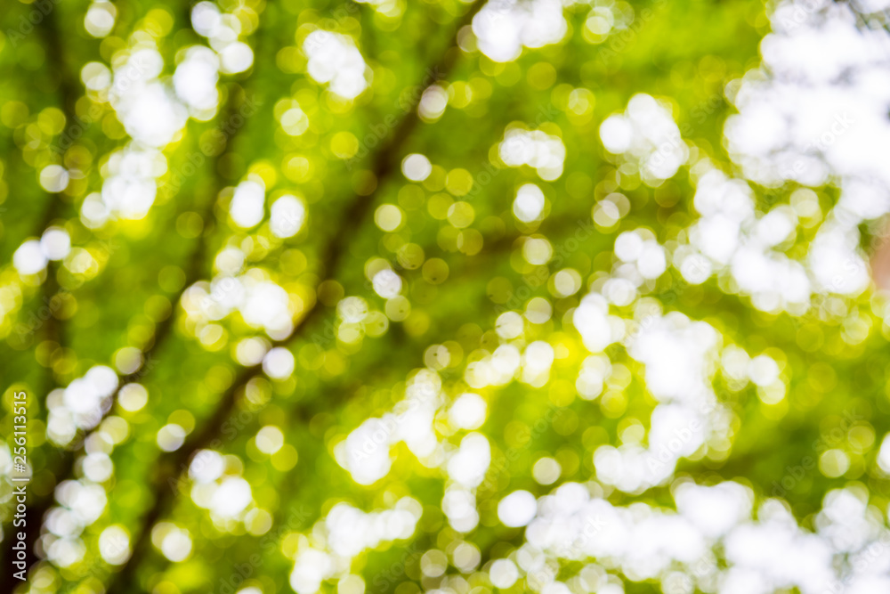 Obraz premium Green vintage abstract bokeh blur defocus