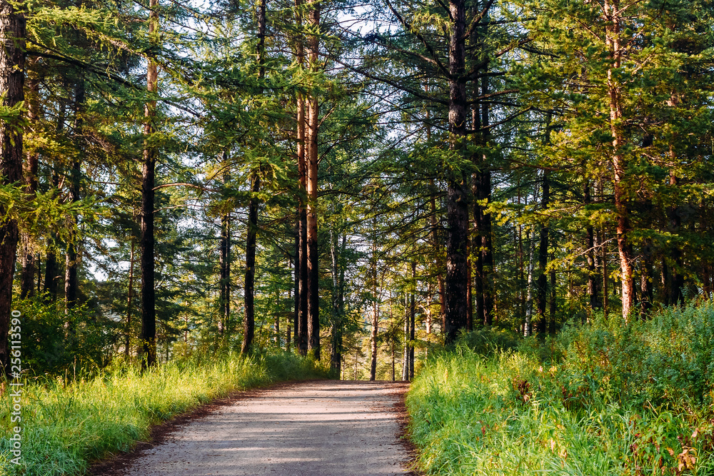 Fototapeta premium the road leading into the pine forest