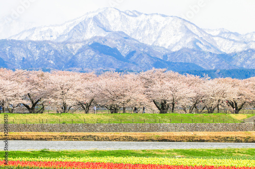 cherry blossom trees or sakura  with the  Japanese Alps mountain range in the background , the town of Asahi in Toyama Prefecture  Japan.