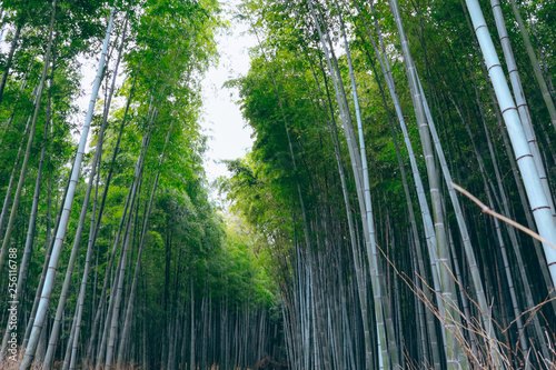 Beautiful  Bamboo forest at Arashiyama  Kyoto  Japan..