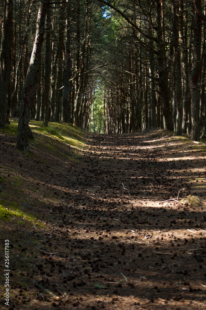 Obraz premium Curonian Spit