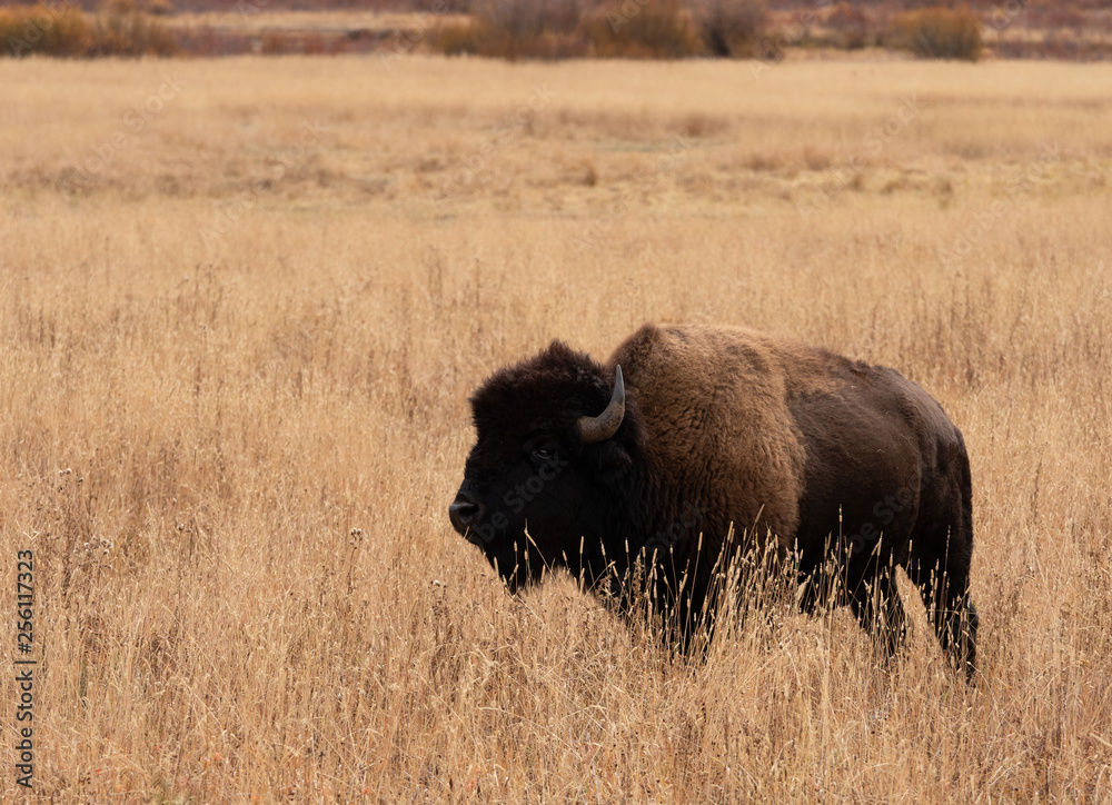 American Bison Standing in Tall Dried Grass American Bison Standing in Tall Dried Grass