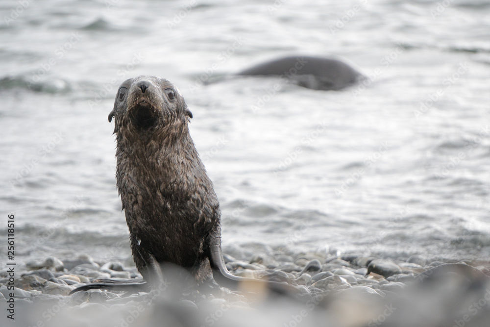 Fototapeta premium South Georgia Fur Seal Pup