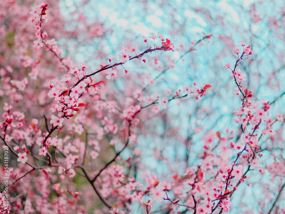 Obraz premium Spring blossom tenderness. Bright flowers of cherry plum tree on background of blue sky. Cyan pink color contrast