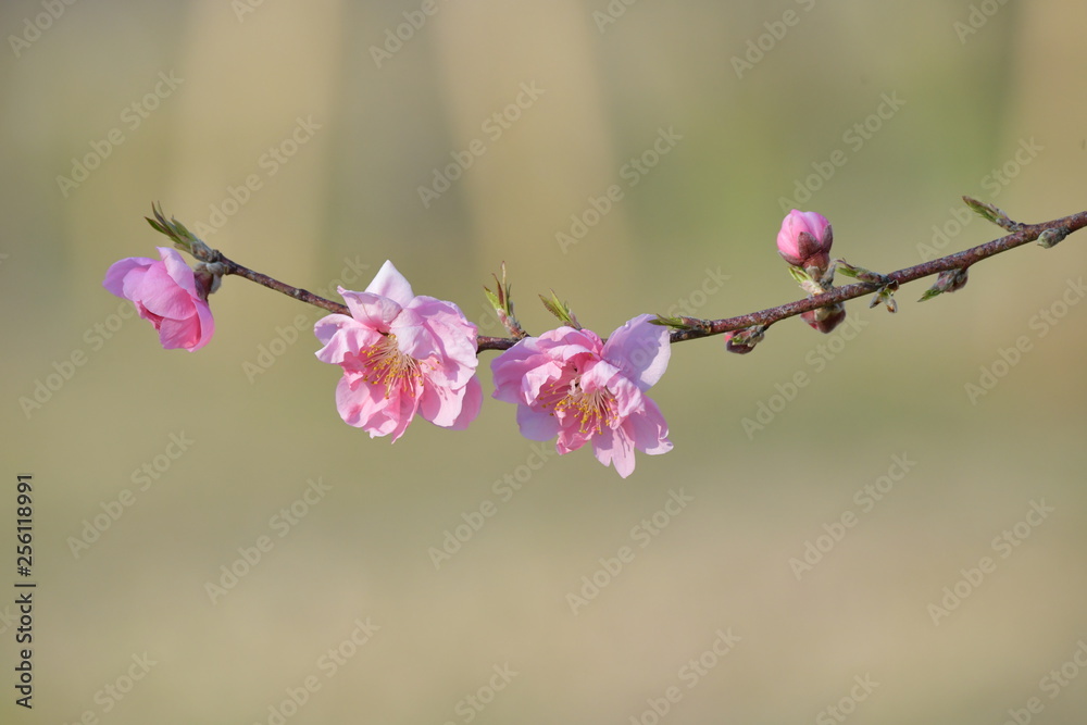 Obraz premium 桃の花