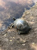 Turtle with red stripe at edge of pond
