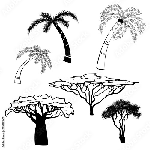 Silhouette of africa trees black on white background, vector illustration