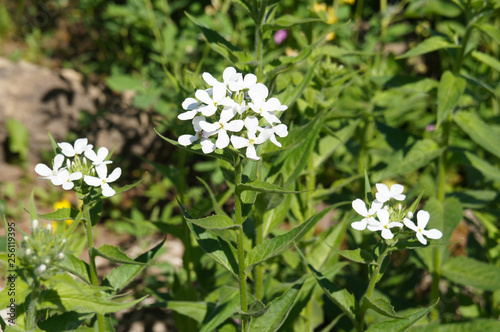 Pachyphragma macrophyllum plant with white flowers photo