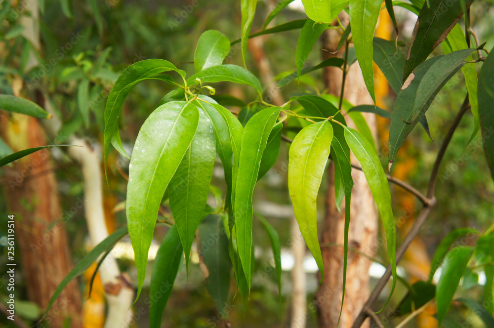 Obraz premium Eucalyptus radiata or narrow-leaved peppermint green plant