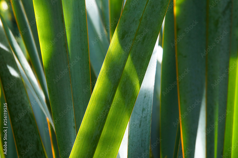 Phormium tenax new zealand flax green plant  - obrazy, fototapety, plakaty 
