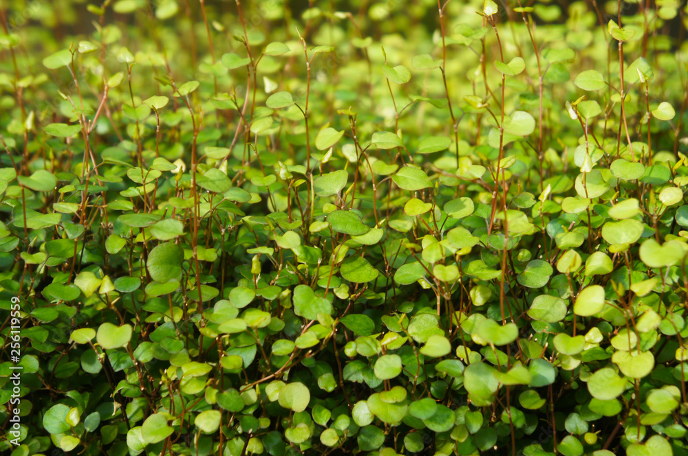 Obraz premium Muehlenbeckia complexa creeping wirevine green plant 