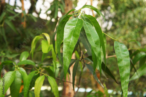Eucalyptus radiata or narrow-leaved peppermint green leaves photo