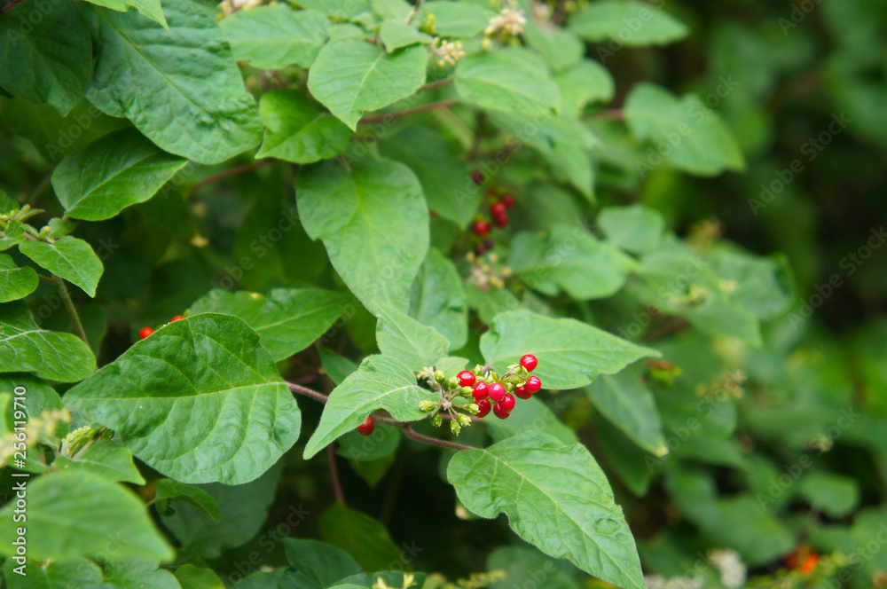 Rivina humilis or pigeonberry or bloodberry