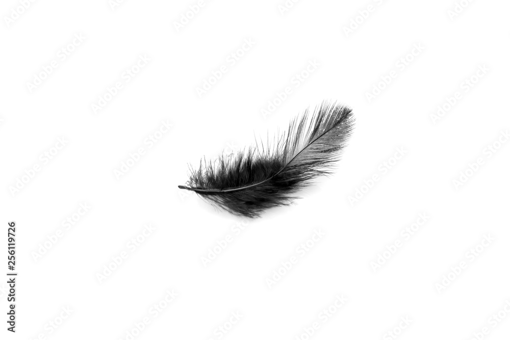 Soft black feather isolated on white