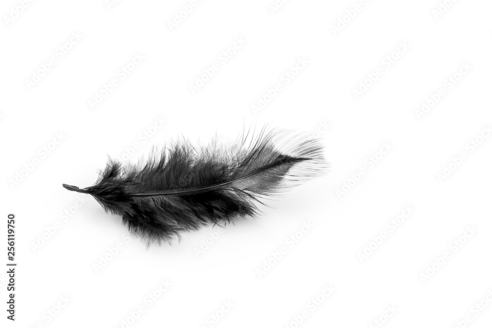 Soft black feather isolated on white