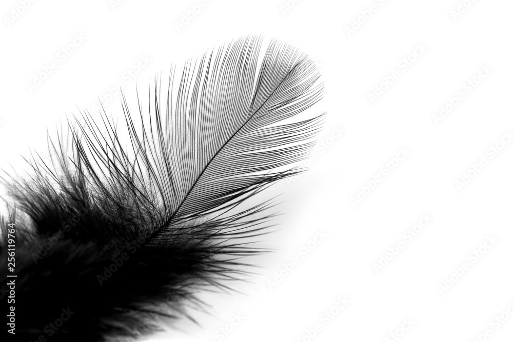 Obraz premium Soft black feather isolated on white