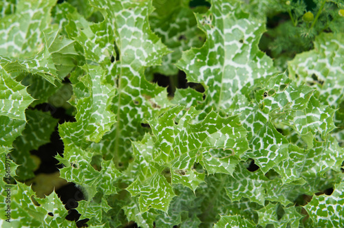 Silybum marianum or cardus marianus or milk thistle or blessed milkthistle green leaves photo