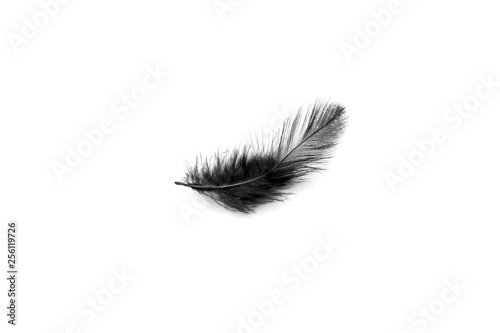 Soft black feather isolated on white