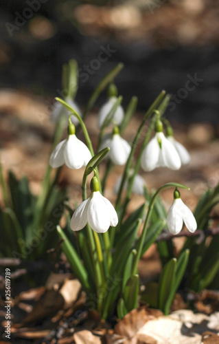 Snowdrops against old leaves in spring forest.