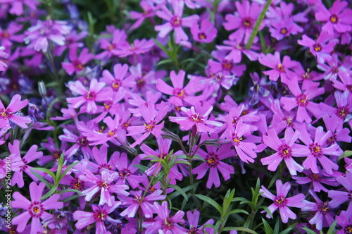 Phlox subulata moss pink purple flowers background