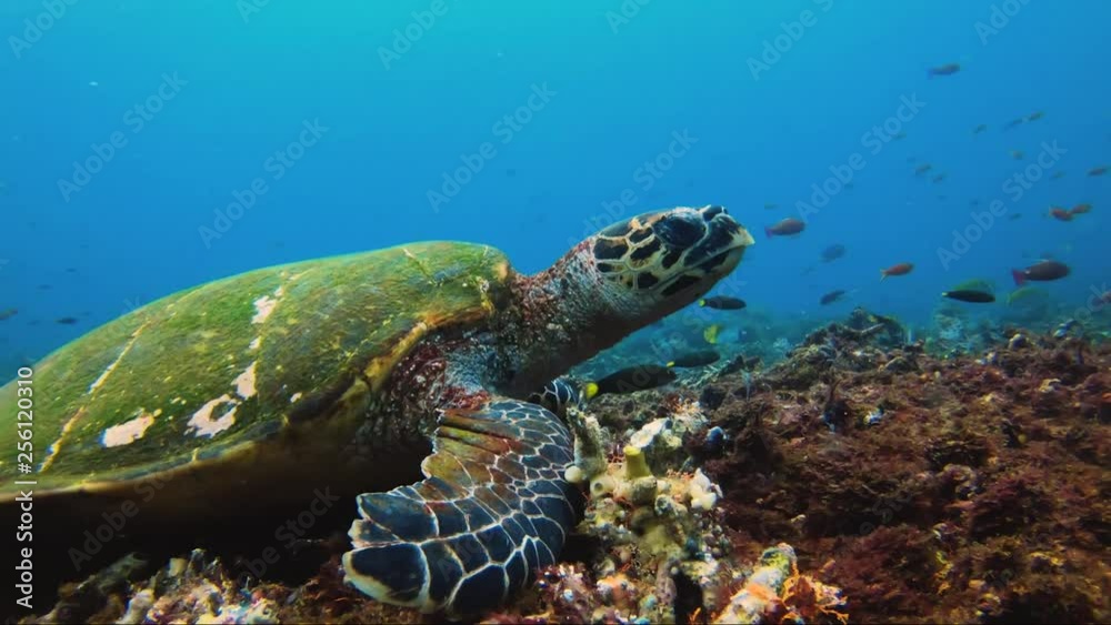 Turtle eating from the rubble coral Turtle eating from the rubble coral