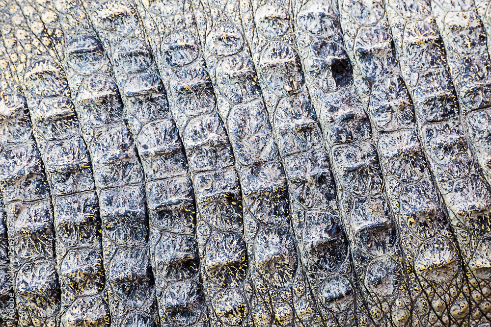 crocodile leather texture crocodile leather texture
