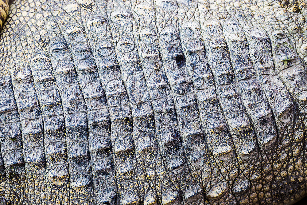 crocodile leather texture