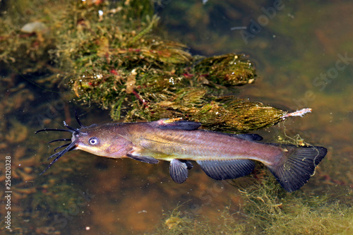 Katzenwels / Zwergwels (Ameiurus sp.) in der Donau photo