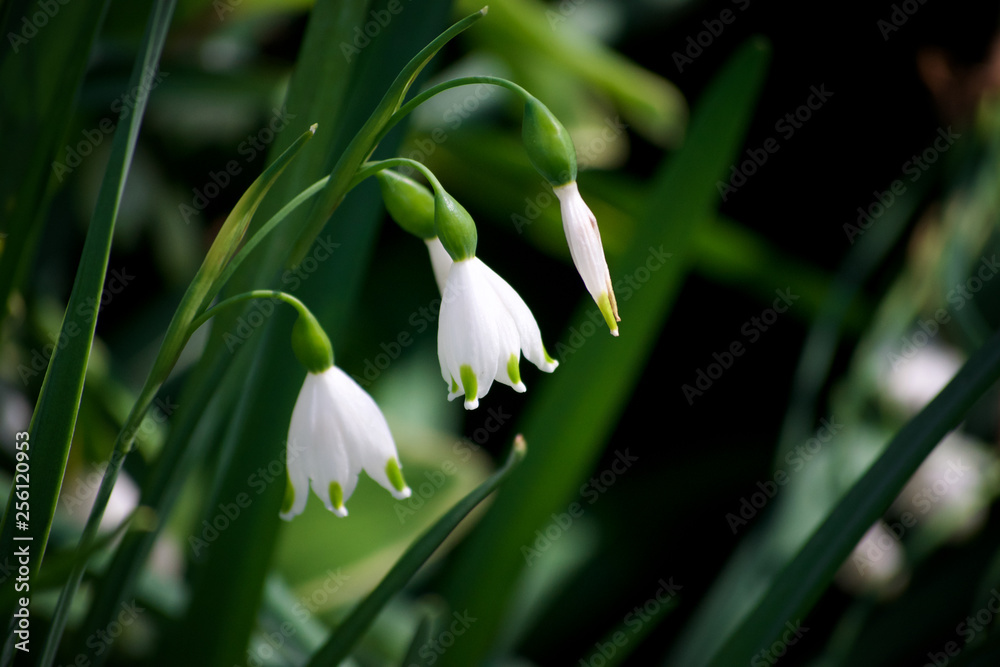 Fototapeta premium SUMMER SNOWFLAKE