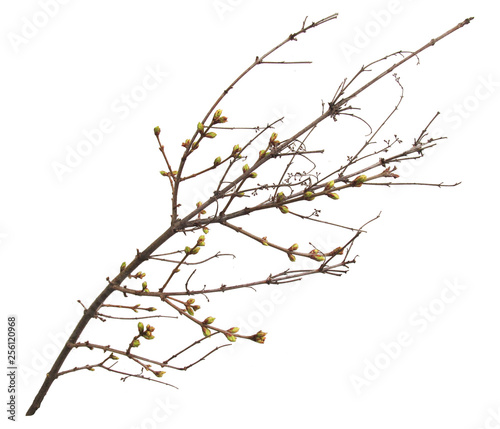   A branch of lilac with buds.