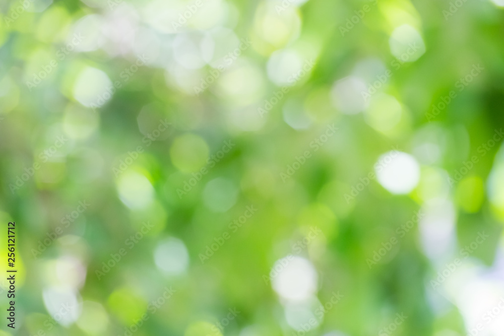 green bokeh of nature