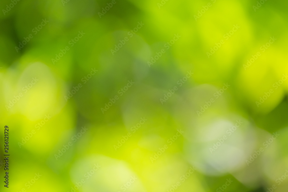 green bokeh of nature