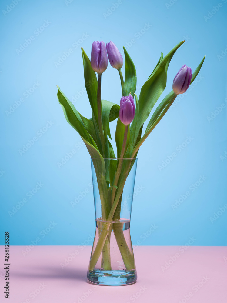 Tulips on a blue background.