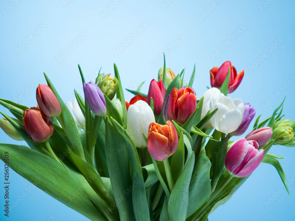 Obraz premium A bouquet of tulips on a blue background.