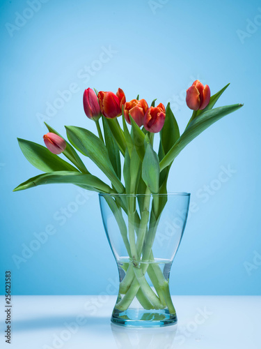 Wallpaper Mural Tulips on a blue background. Torontodigital.ca