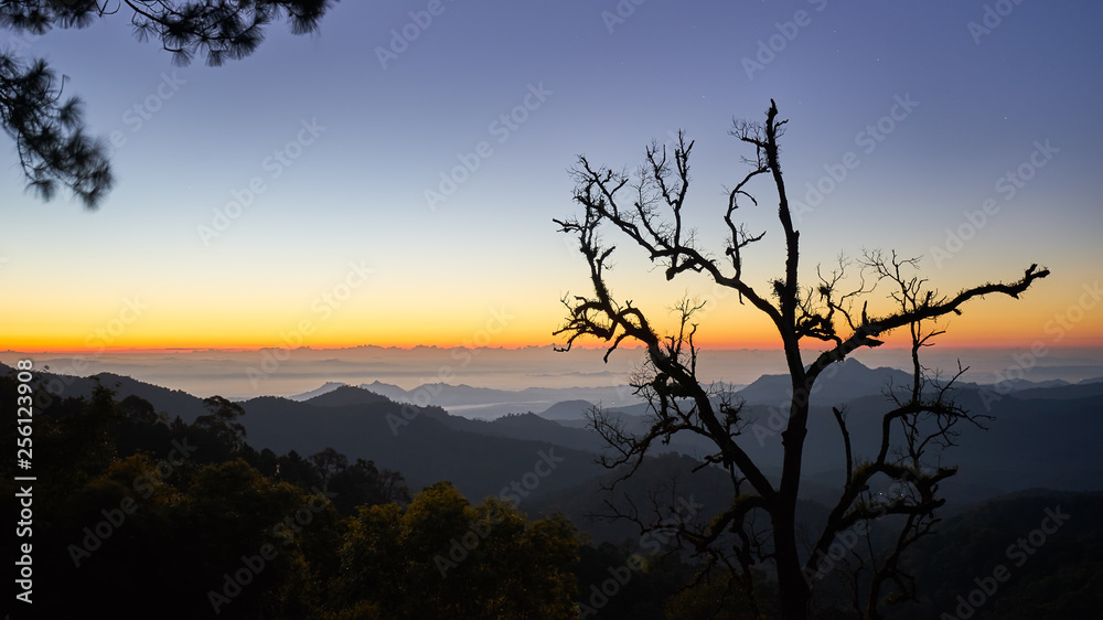 sunrise skyline of view point of hill and silhouette branch trees