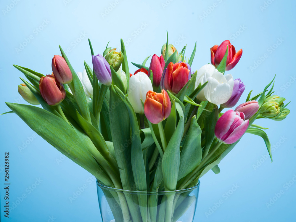 A bouquet of tulips on a blue background. A bouquet of tulips on a blue background.